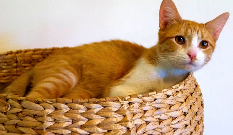 Looking to adopt a pet? Here are 6 lovable kitties to adopt now in Chicago