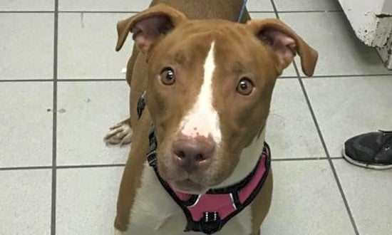 These Tampa-based canines are up for adoption and in need of a good home