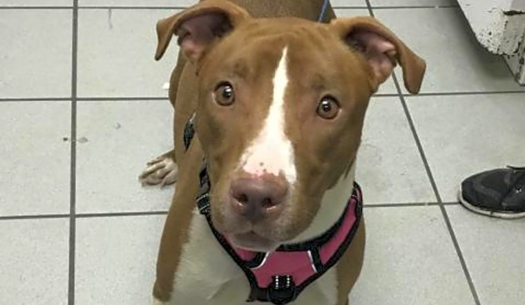These Tampa-based canines are up for adoption and in need of a good home