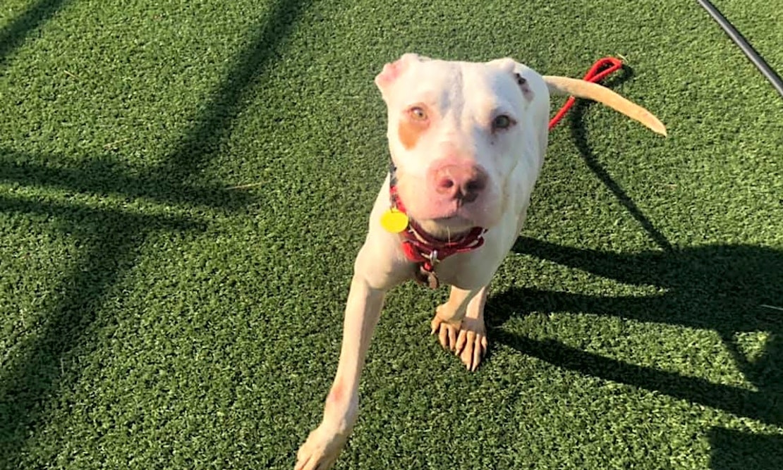 3 cuddly canines to adopt now in Cleveland