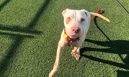 3 cuddly canines to adopt now in Cleveland