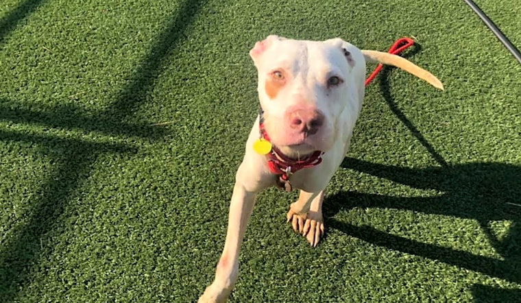 3 cuddly canines to adopt now in Cleveland