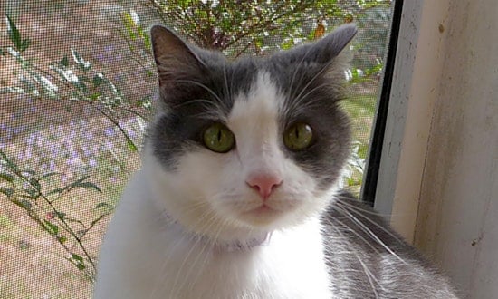 6 cute kitties to adopt now in Durham