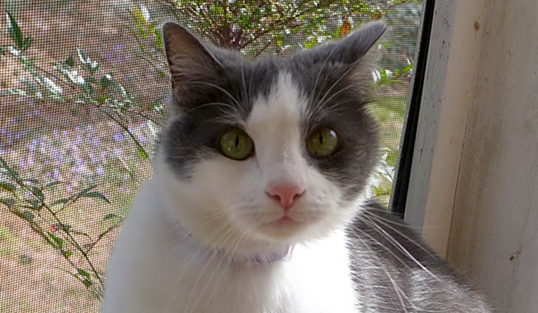 6 cute kitties to adopt now in Durham