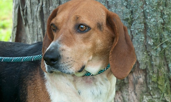 4 lovable pups to adopt now in Washington