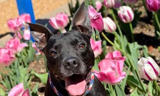 These St. Louis-based dogs are up for adoption and in need of a good home