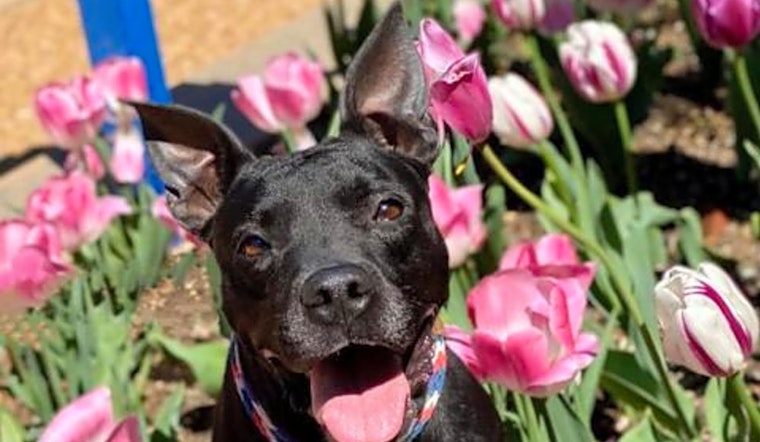 These St. Louis-based dogs are up for adoption and in need of a good home