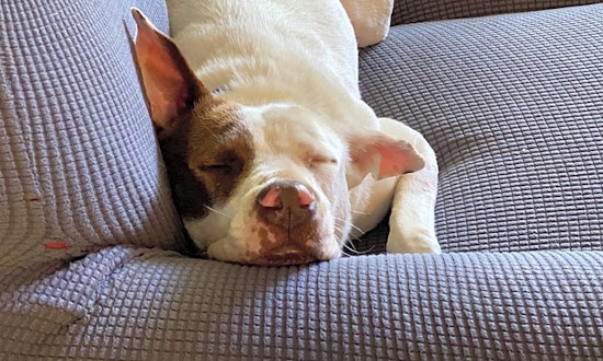 These Saint Paul-based pups are up for adoption and in need of a good home