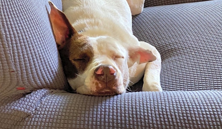 These Saint Paul-based pups are up for adoption and in need of a good home