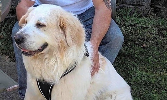 These Detroit-based dogs are up for adoption and in need of a good home