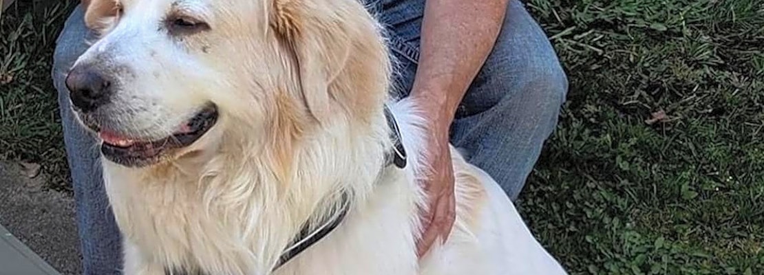These Detroit-based dogs are up for adoption and in need of a good home