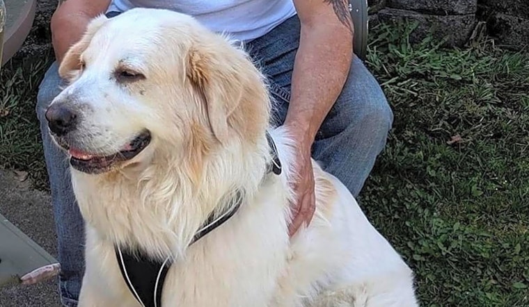 These Detroit-based dogs are up for adoption and in need of a good home