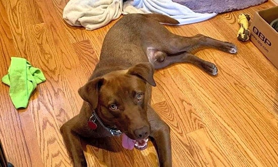 These Raleigh-based canines are up for adoption and in need of a good home