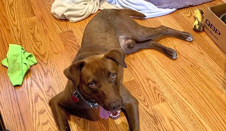These Raleigh-based canines are up for adoption and in need of a good home