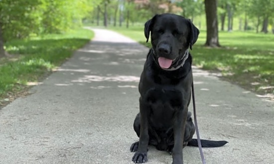 These Indianapolis-based doggies are up for adoption and in need of a good home