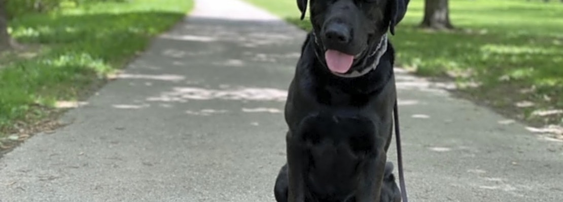These Indianapolis-based doggies are up for adoption and in need of a good home