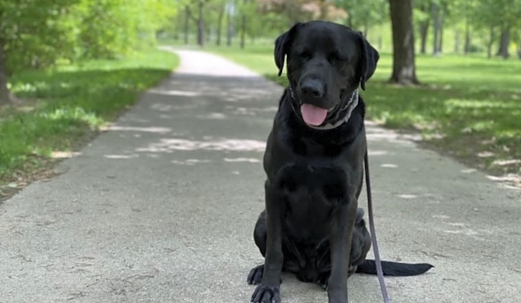 These Indianapolis-based doggies are up for adoption and in need of a good home