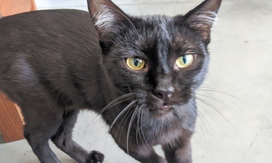 Want to adopt a pet? Here are 5 cute kitties to adopt now in Minneapolis