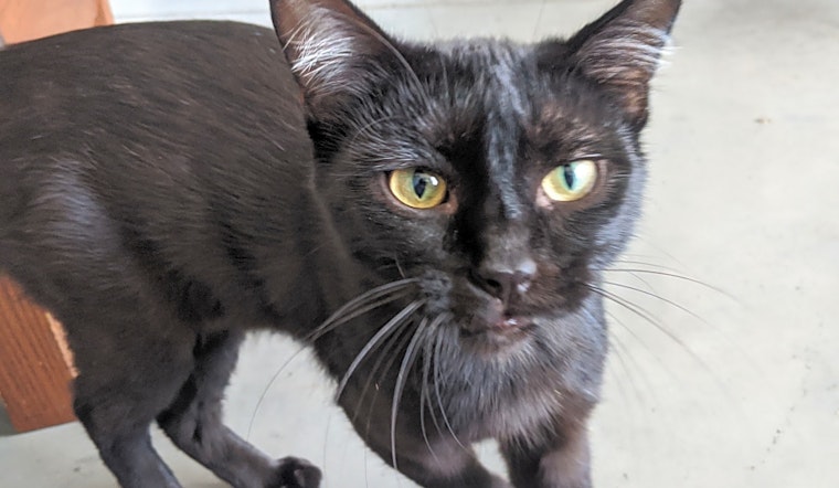 Want to adopt a pet? Here are 5 cute kitties to adopt now in Minneapolis