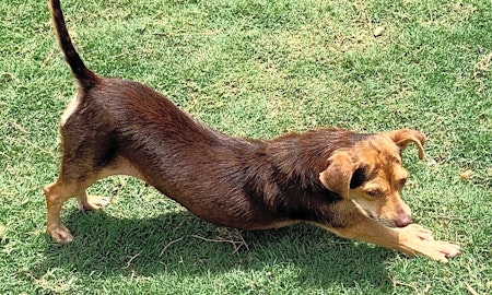 These San Antonio-based dogs are up for adoption and in need of a good home