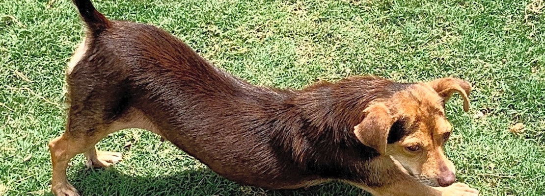 These San Antonio-based dogs are up for adoption and in need of a good home