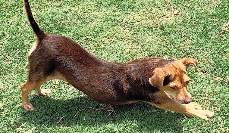 These San Antonio-based dogs are up for adoption and in need of a good home