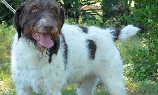 These Fort Worth-based canines are up for adoption and in need of good homes
