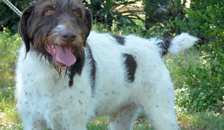 These Fort Worth-based canines are up for adoption and in need of good homes