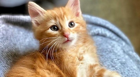 Always wanted a pet? Here are 4 cute-as-can-be kittens to adopt now in Arlington