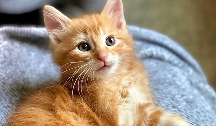 Always wanted a pet? Here are 4 cute-as-can-be kittens to adopt now in Arlington