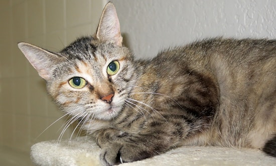 7 charming cats to adopt now in Austin