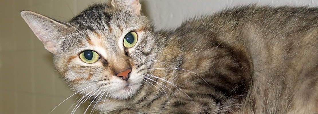 7 charming cats to adopt now in Austin