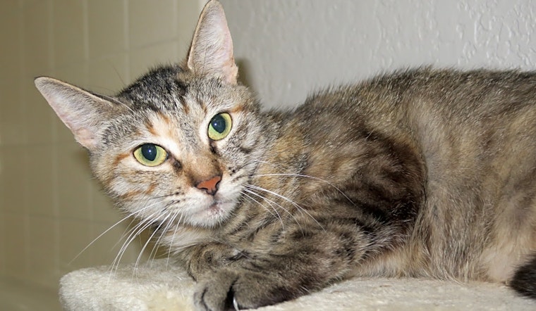 7 charming cats to adopt now in Austin