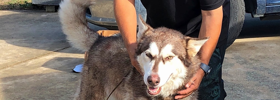 Want to adopt a pet? Here are 7 delightful doggies to adopt now in Denver