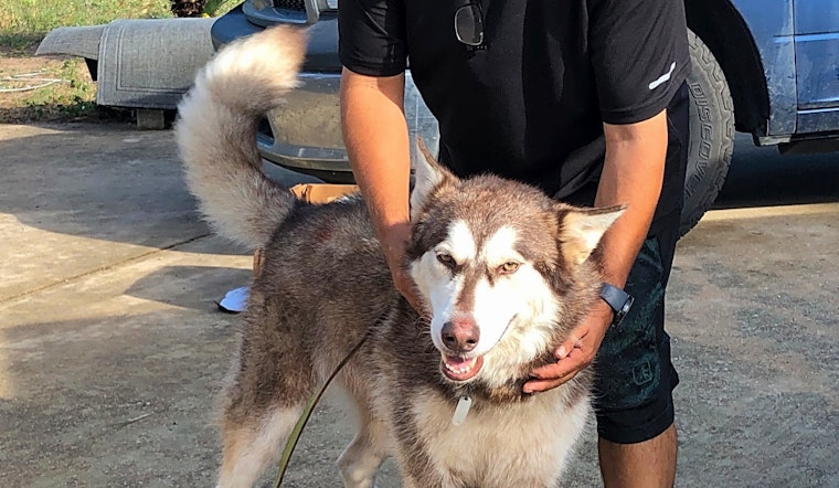 Want to adopt a pet? Here are 7 delightful doggies to adopt now in Denver