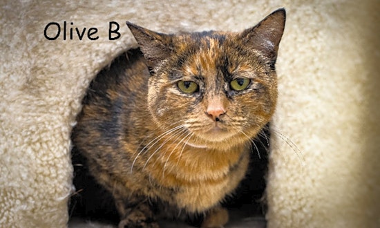 These Las Vegas-based kitties are up for adoption and in need of a good home