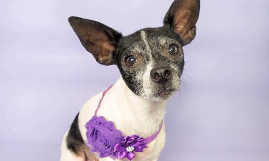 Looking to adopt a pet? Here are 6 delightful doggies to adopt now in Phoenix