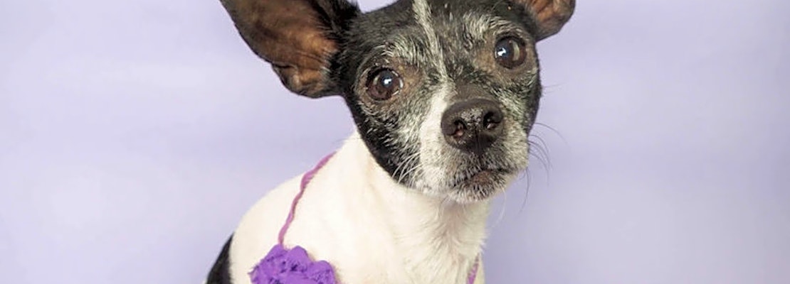 Looking to adopt a pet? Here are 6 delightful doggies to adopt now in Phoenix