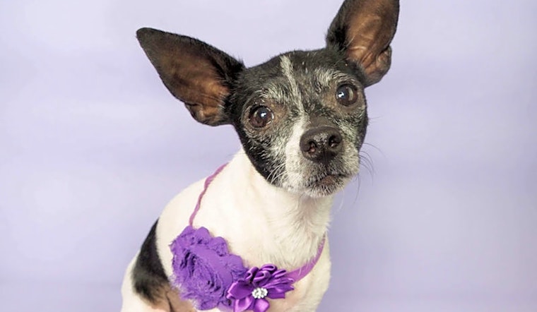 Looking to adopt a pet? Here are 6 delightful doggies to adopt now in Phoenix