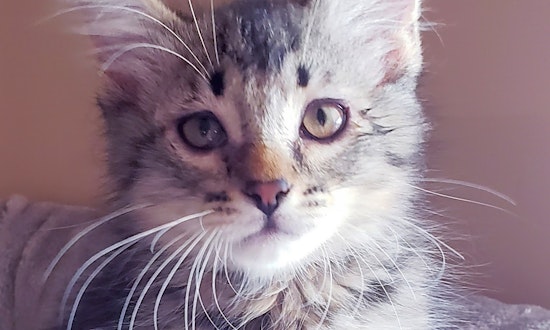 These Mesa-based kittens are up for adoption and in need of a good home