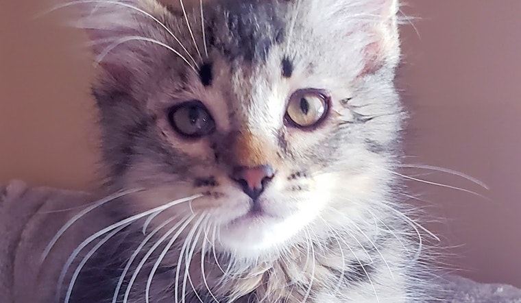 These Mesa-based kittens are up for adoption and in need of a good home