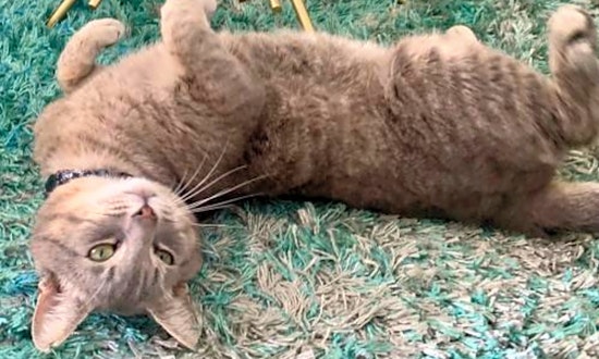 6 furry felines to adopt now in Los Angeles