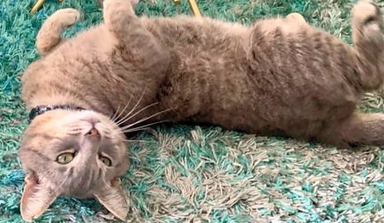 6 furry felines to adopt now in Los Angeles