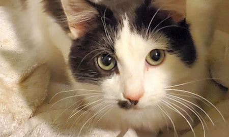These Long Beach-based felines are up for adoption and in need of a good home