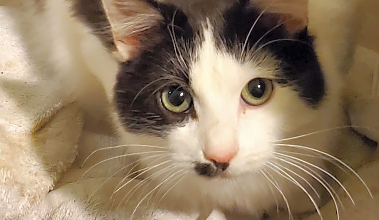 These Long Beach-based felines are up for adoption and in need of a good home