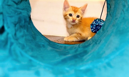 Anaheim-based kittens up for adoption