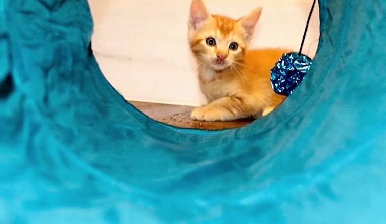 Anaheim-based kittens up for adoption