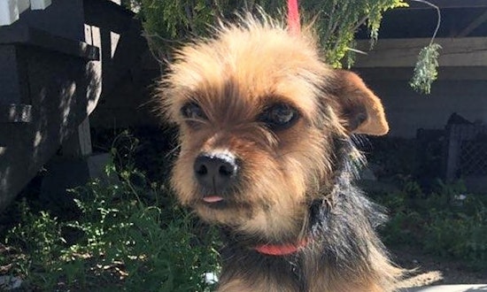 3 cuddly canines to adopt now in Santa Ana
