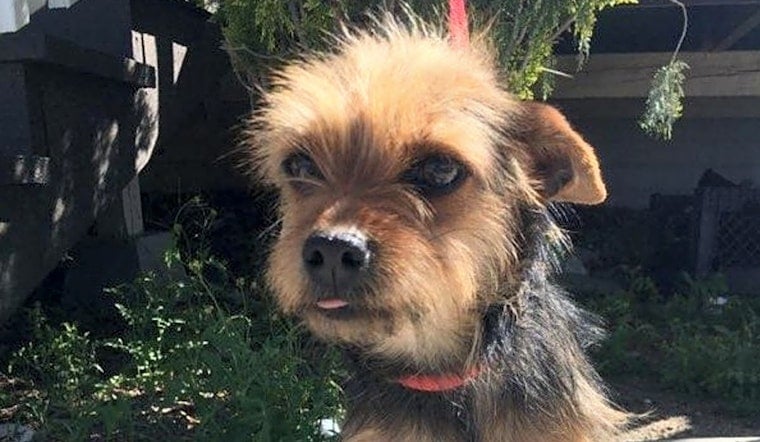 3 cuddly canines to adopt now in Santa Ana