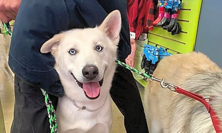 6 delightful doggies to adopt now in San Francisco